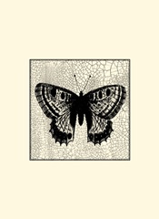 Classical Butterfly II
