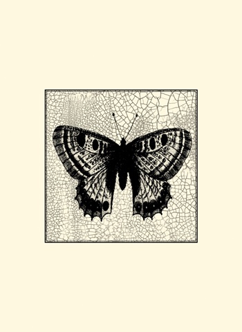 Classical Butterfly II