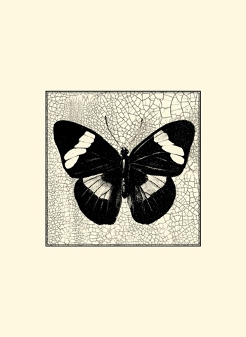 Classical Butterfly III