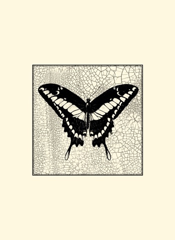 Classical Butterfly IV