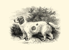 Clumber Spaniel