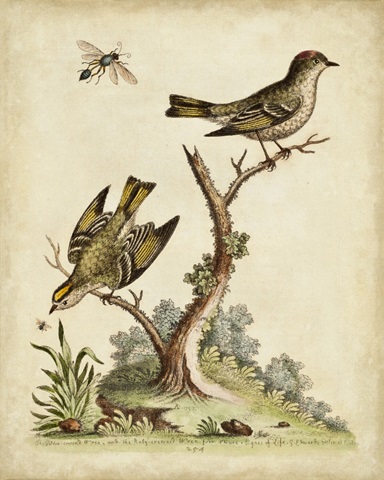 Companions in Nature III