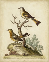 Companions in Nature IV