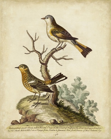 Companions in Nature IV