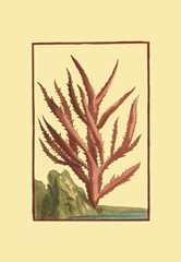 Coral by the Sea III