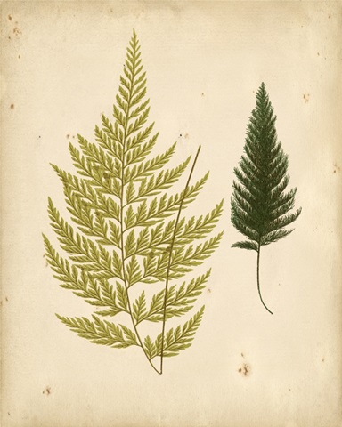 Cottage Ferns I