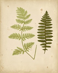 Cottage Ferns III