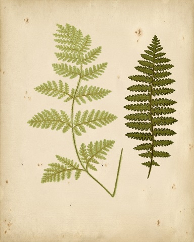 Cottage Ferns III