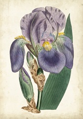 Curtis Iris II