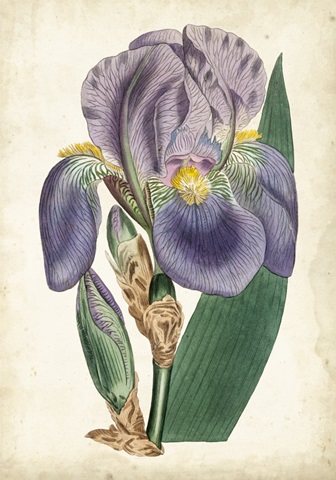 Curtis Iris II