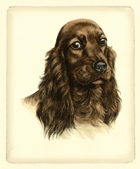 Danchin Red Cocker Spaniel