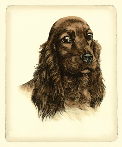 Danchin Red Cocker Spaniel