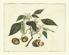 Delicate Botanical II