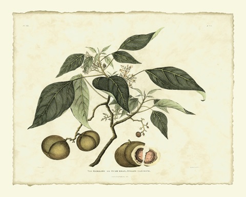 Delicate Botanical II