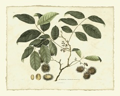 Delicate Botanical III