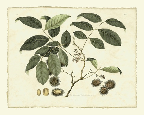 Delicate Botanical III