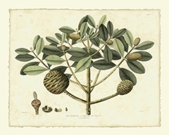 Delicate Botanical IV