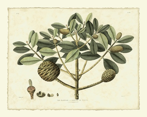 Delicate Botanical IV