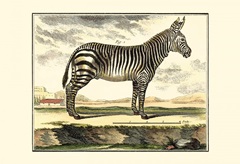 Diderot Zebra