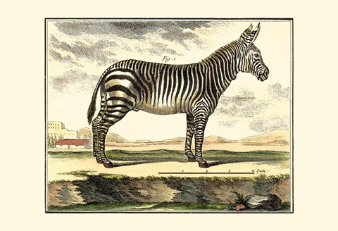 Diderot Zebra