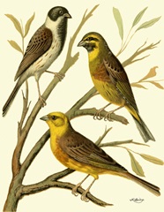 Domestic Bird Family I