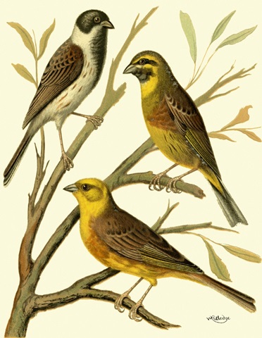 Domestic Bird Family I