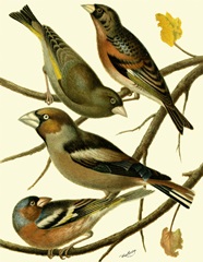 Domestic Bird Family II