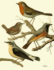 Domestic Bird Family III