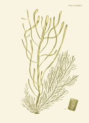 Dramatic Seaweed III