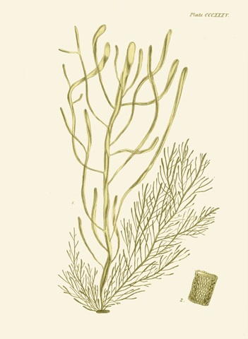 Dramatic Seaweed III