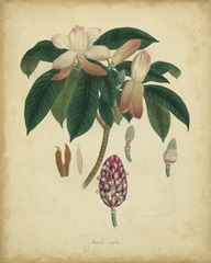 Engelmann Botanical I
