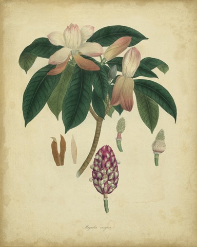 Engelmann Botanical I