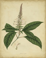 Engelmann Botanical II