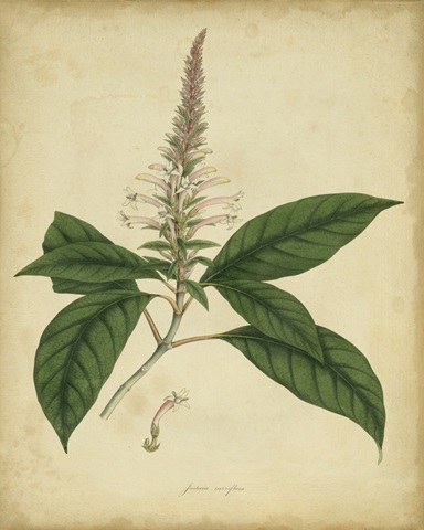 Engelmann Botanical II