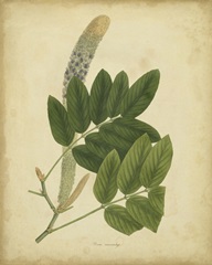 Engelmann Botanical III