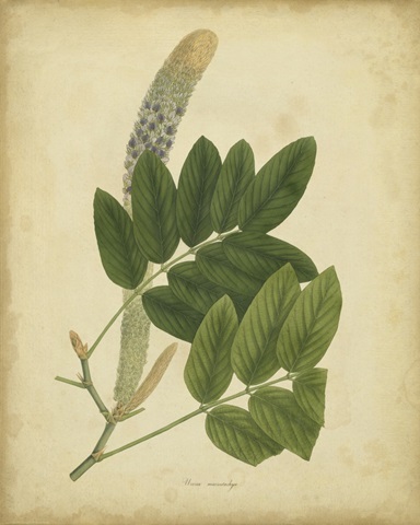 Engelmann Botanical III