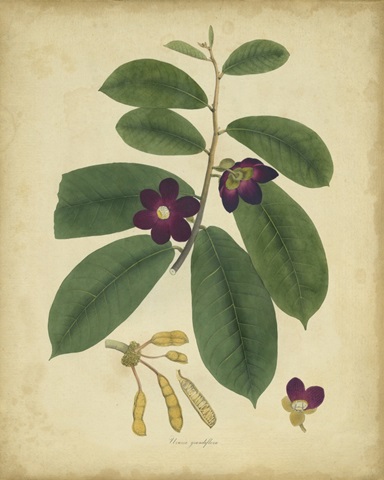 Engelmann Botanical IV