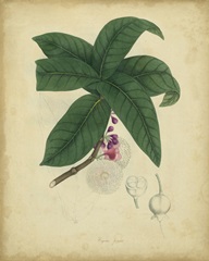 Engelmann Botanical V