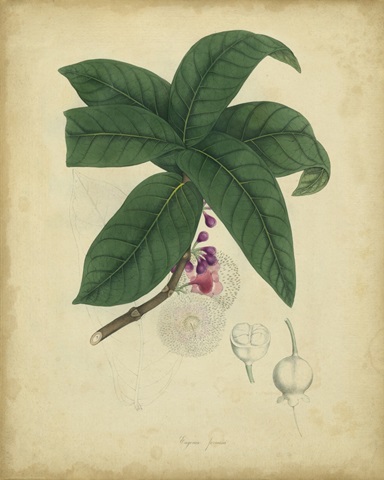 Engelmann Botanical V