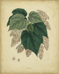 Engelmann Botanical VII