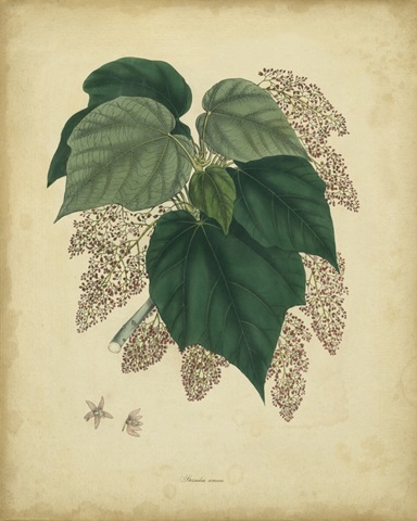 Engelmann Botanical VII