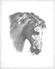 Equestrian Blueprint IV