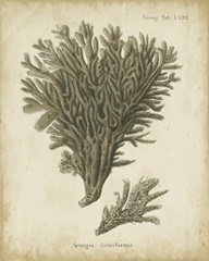 Esper Antique Coral III