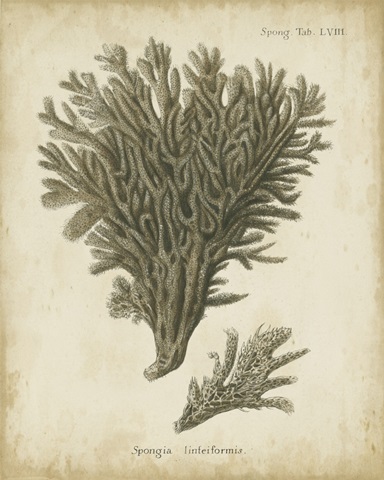 Esper Antique Coral III