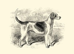 Foxhound