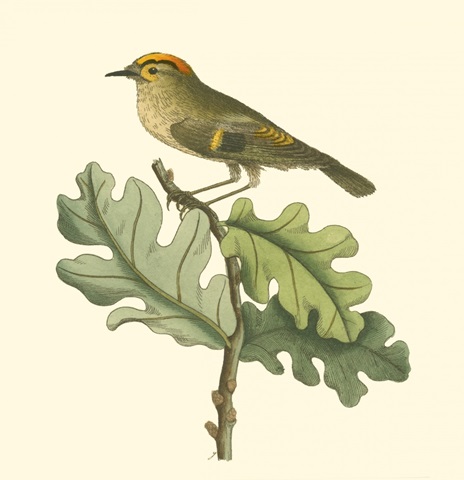 Golden Crowned Wren