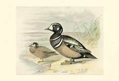 Harlequin Duck