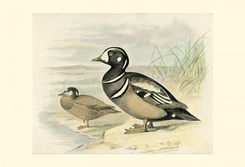 Harlequin Duck