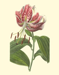 Japanese Lily