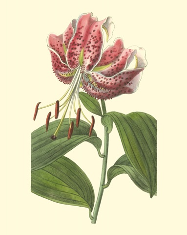 Japanese Lily